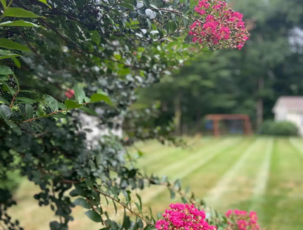 Professionally maintained lawn in Annapolis, Maryland