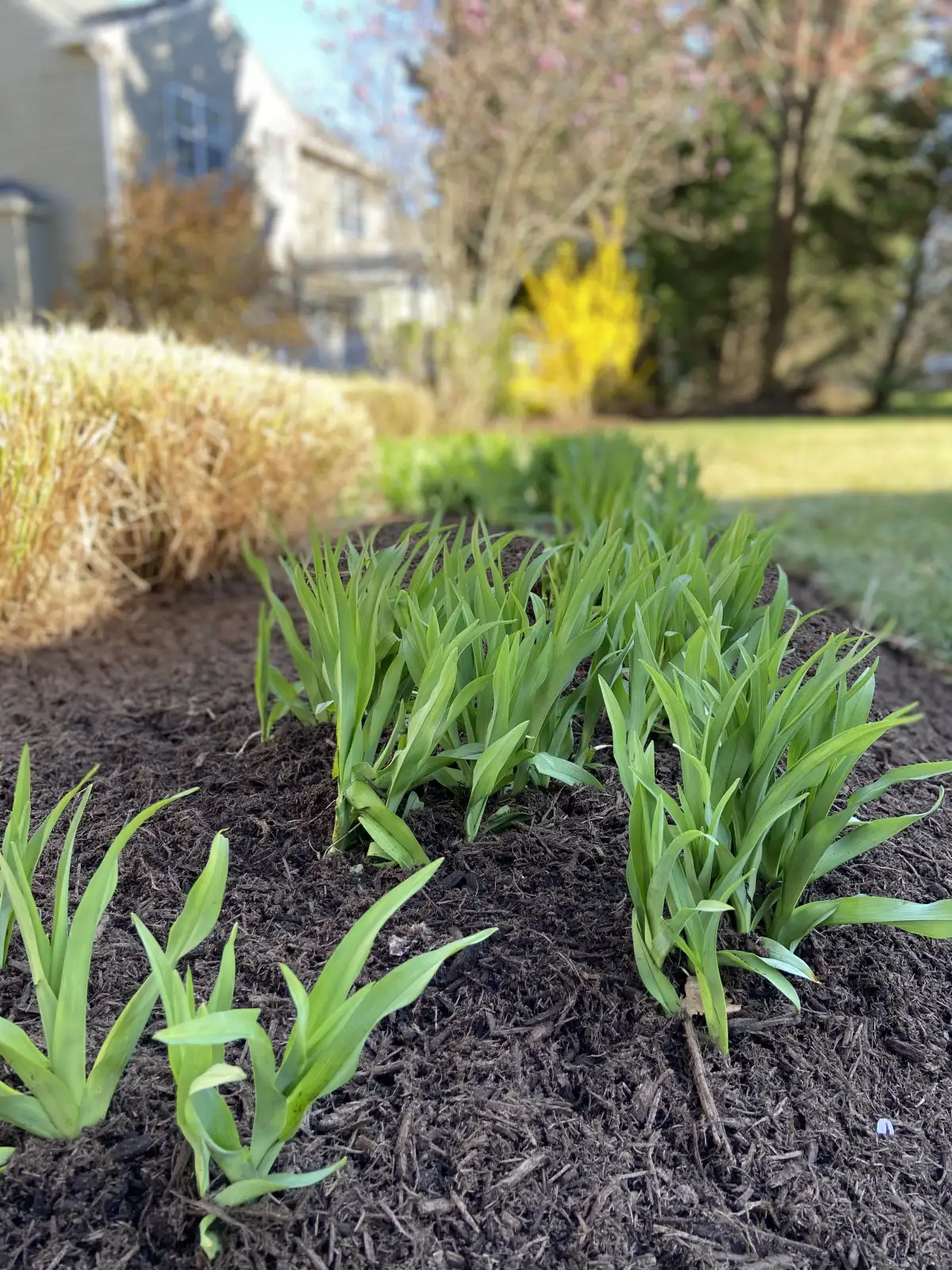 Bulk mulch delivery and installation in Annapolis