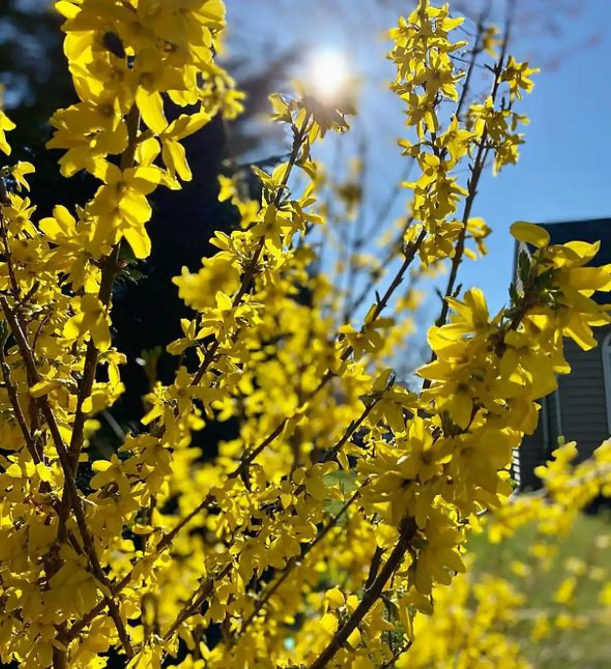 Spring yard cleanup service near Severna Park MD