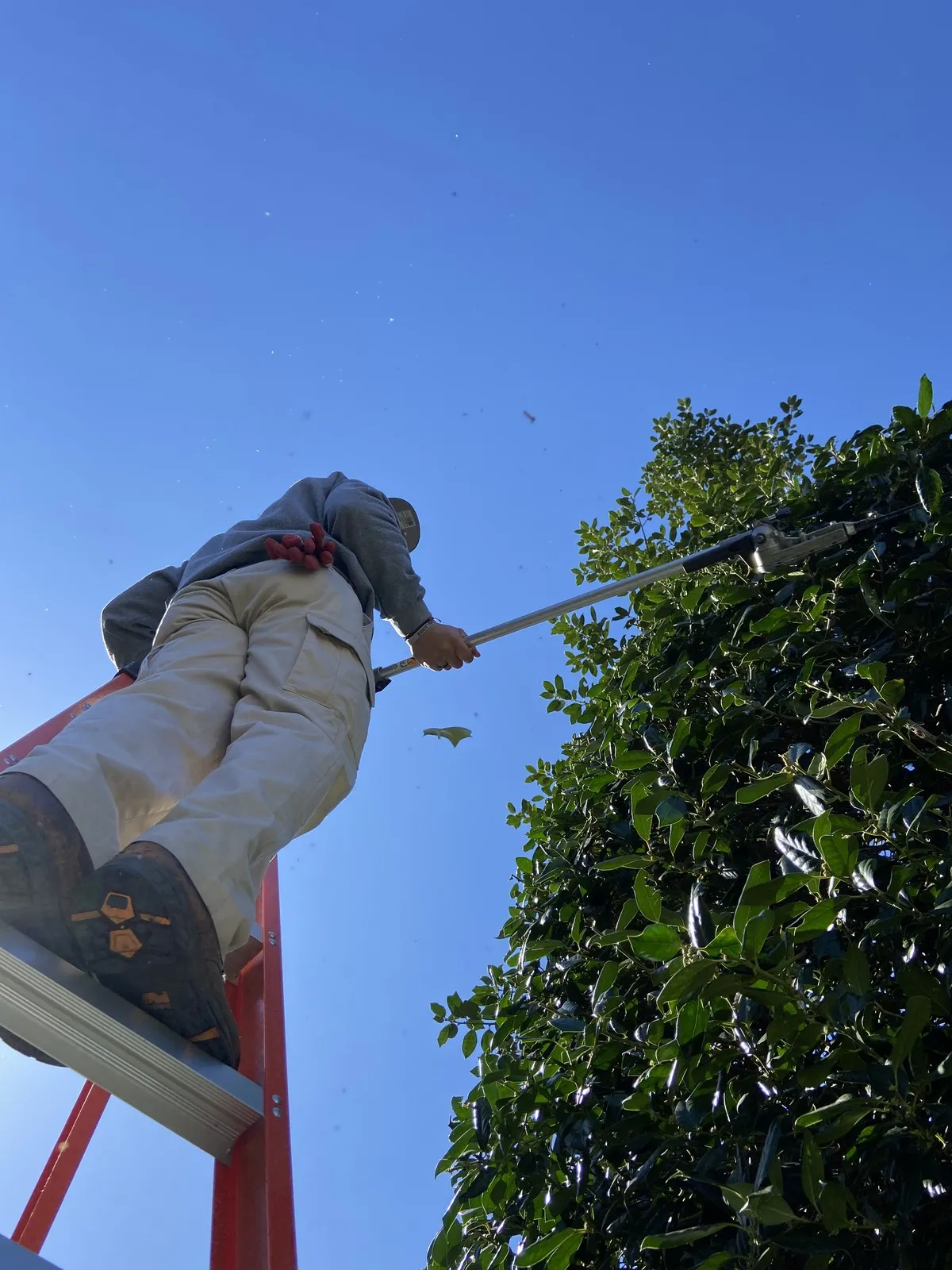 Schofield Outdoors crew member trimming a tall hedge from a ladder